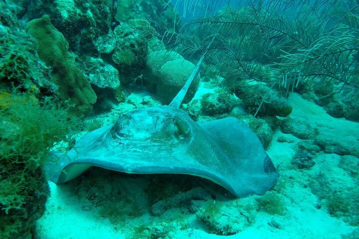 Guided Shore Dive on Curaçao’s House Reefs — Rif St. Marie & Coral's Habitat photo 3