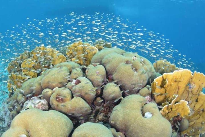 Guided Shore Dive on Curaçao’s House Reefs — Rif St. Marie & Coral's Habitat photo 4