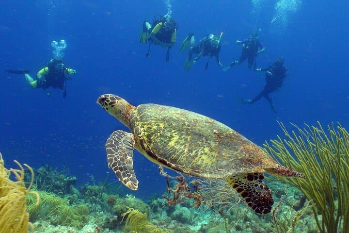 Guided Shore Dive on Curaçao’s House Reefs — Rif St. Marie & Coral's Habitat