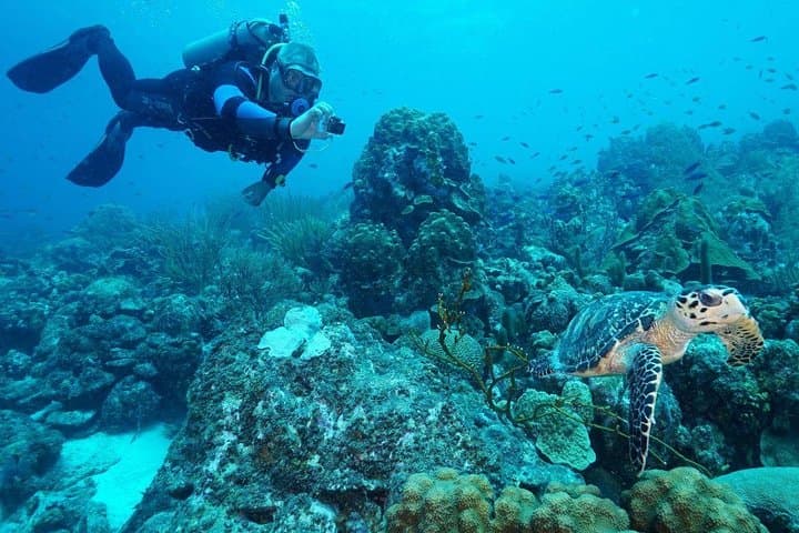 Guided Shore Dive on Curaçao’s House Reefs — Rif St. Marie & Coral's Habitat photo 2