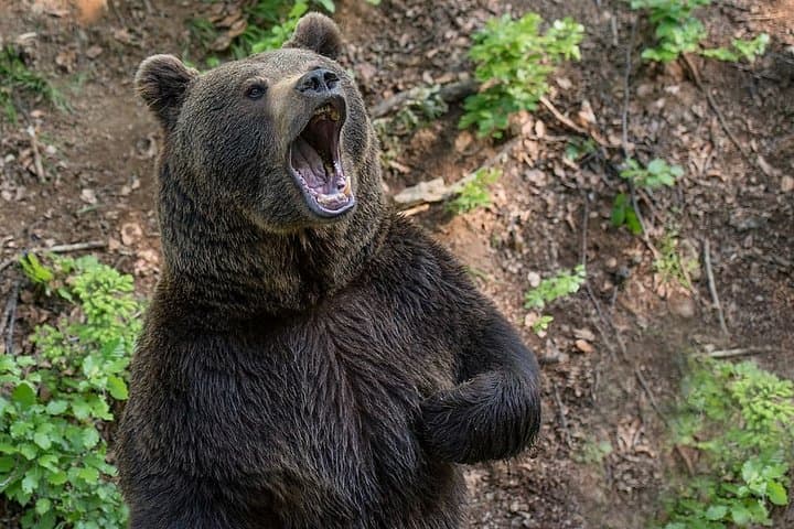 Visit Agra's Bear Rescue Center: Sloth Bears & Sur Sarovar Bird Sanctuary Tour photo 3