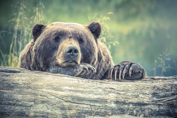Visit Agra's Bear Rescue Center: Sloth Bears & Sur Sarovar Bird Sanctuary Tour photo 4