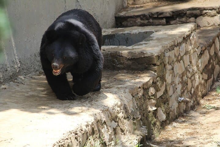 Visit Agra's Bear Rescue Center: Sloth Bears & Sur Sarovar Bird Sanctuary Tour photo 5