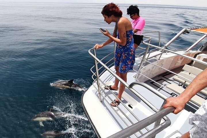 Dolphin Watching Catamaran Cruise from Lagos, Algarve photo 5