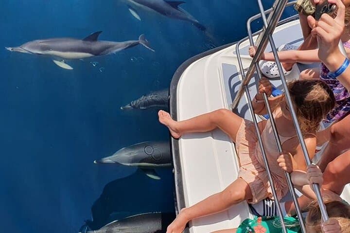 Dolphin Watching Catamaran Cruise from Lagos, Algarve