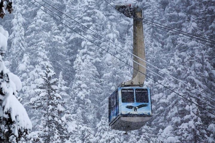 Turnagain Arm & Alaska Wildlife Center Day Trip with Alyeska Tram photo 5