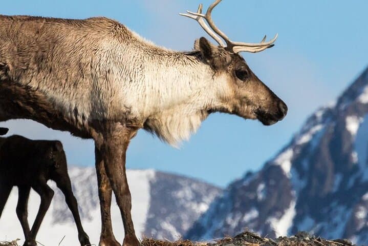Turnagain Arm & Alaska Wildlife Center Day Trip with Alyeska Tram photo 4