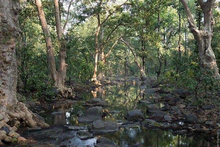 Rakkh Village Walk: Day Trip from Dharamshala into the Dhauladhar Deodar Forests photo 2