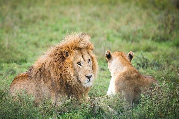 Ngorongoro Crater Day Tour: Wildlife, Geology, and Practical Safari Tips photo 2