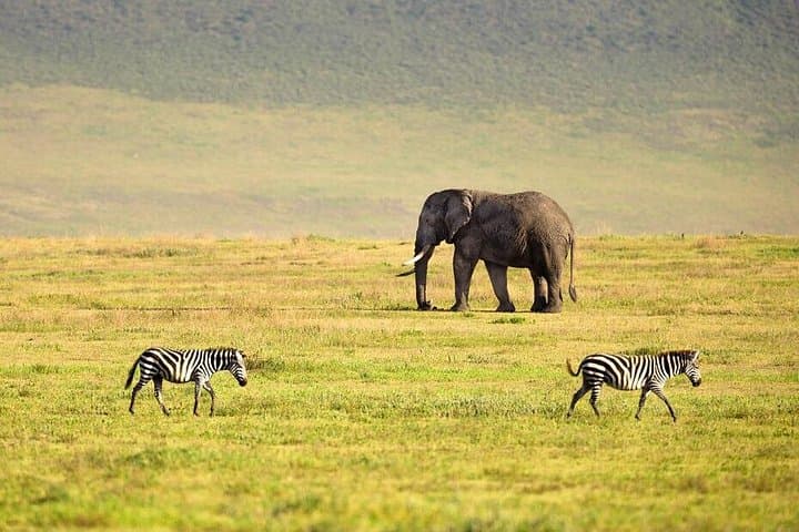 Ngorongoro Crater Day Tour: Wildlife, Geology, and Practical Safari Tips photo 3