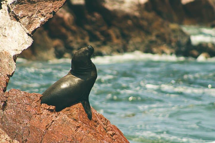 Private Ballestas Islands & Paracas Reserve Day Trip from Lima