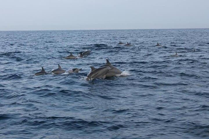 Private Pamilacan Island Day Trip from Tagbilaran — Dolphins, Snorkel & Lunch photo 2