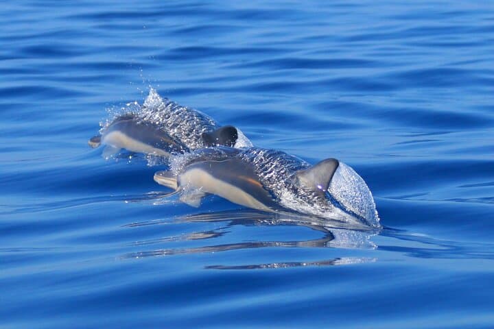 Swim with Wild Dolphins in the Azores: Biologist-Led Ethical Encounters photo 6