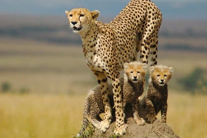 6-Day Wildlife Safari: Kidepo & Murchison Falls National Parks, Uganda