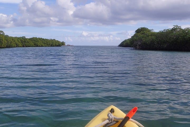 Mangrove Lagoon Kayak Rental — Self-Guided St. Thomas Wildlife & Marine Reserve photo 5
