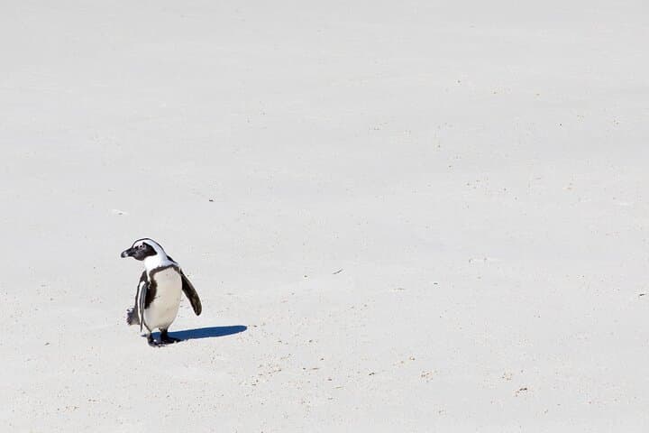Half-Day Boulders Beach Penguin Tour from Cape Town — See African Penguins Up Close photo 3