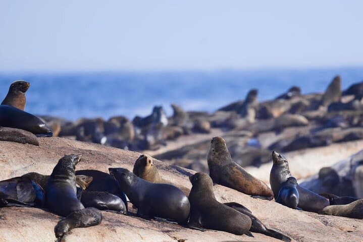 Cape of Good Hope & Boulders Beach: Full-Day Cape Peninsula Drive from Cape Town photo 5