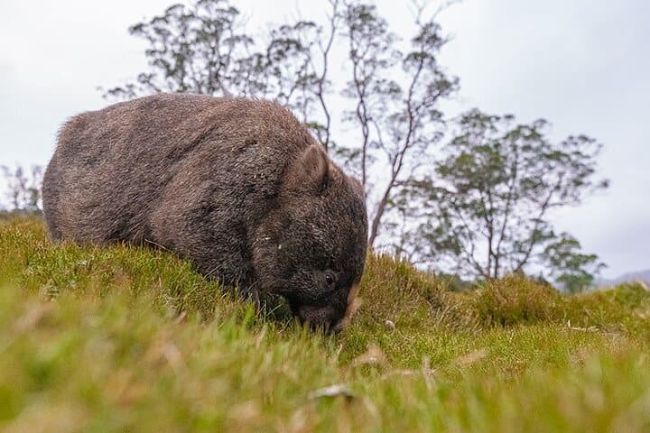 3-Day Cradle Mountain Photography Workshop — Dove Lake Sunrises, Waldheim & Devils@Cradle photo 3