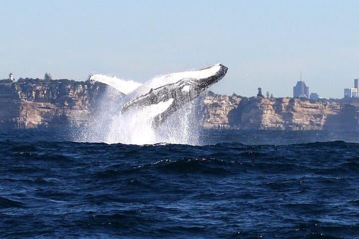 Sydney Whale Watching and Taronga Zoo Combo — Whale Cruise + Zoo Entry
