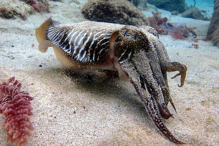 Discover Scuba Diving in Lanzarote: Intro Two-Dive Adventure photo 6