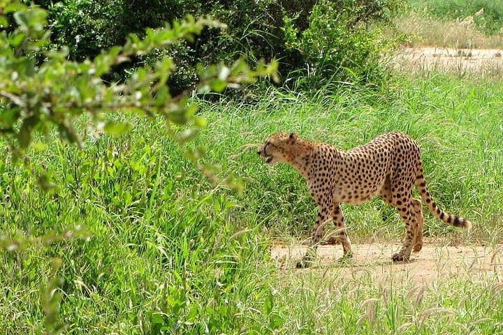 Half Day Safari at Nairobi National Park: Urban Wildlife Adventure Near Kenya's Capital photo 3