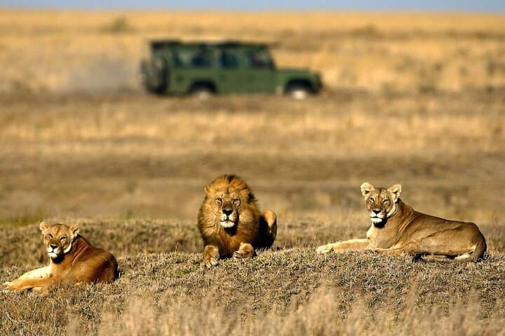 4-Day Camping Safari — Serengeti, Ngorongoro & Tarangire Wildlife Adventure photo 4