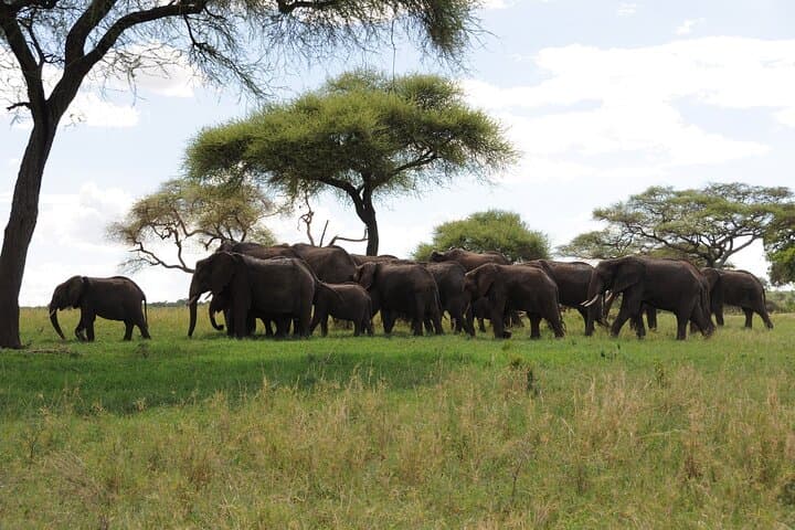 4-Day Camping Safari — Serengeti, Ngorongoro & Tarangire Wildlife Adventure photo 5