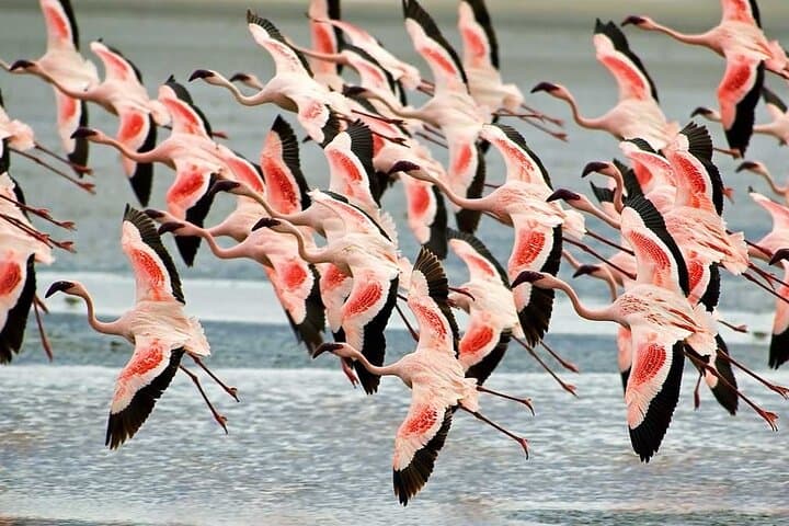 4-Day Camping Safari — Serengeti, Ngorongoro & Tarangire Wildlife Adventure photo 6