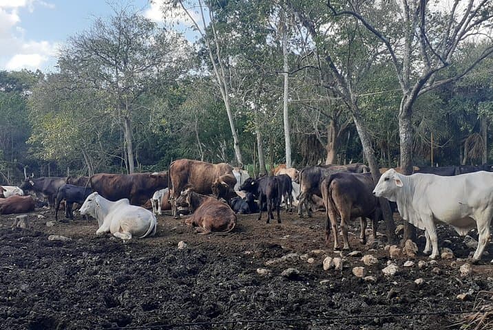 Private Yucatán Ranch: Cenote Horseback Ride & Authentic Mayan Food Experience photo 5