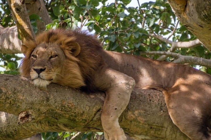 13-Day Essential Uganda Safari — Gorilla Trekking, Chimp Trails & Wildlife Cruises