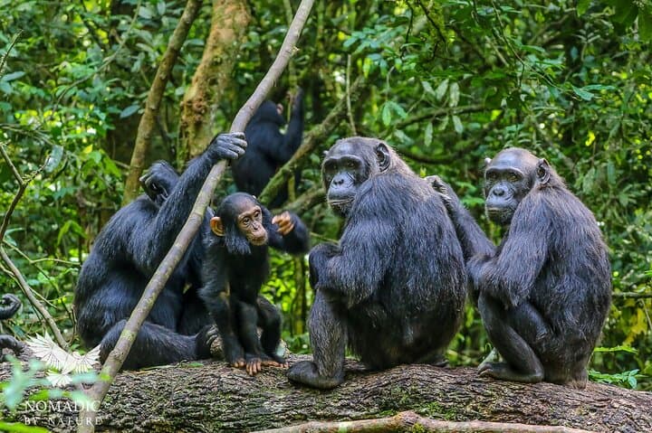 13-Day Essential Uganda Safari — Gorilla Trekking, Chimp Trails & Wildlife Cruises photo 2