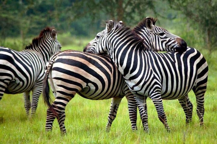 13-Day Essential Uganda Safari — Gorilla Trekking, Chimp Trails & Wildlife Cruises photo 3