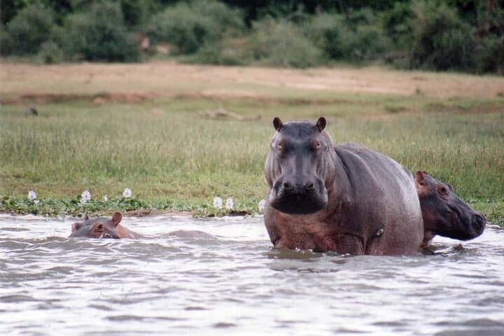 13-Day Essential Uganda Safari — Gorilla Trekking, Chimp Trails & Wildlife Cruises photo 6