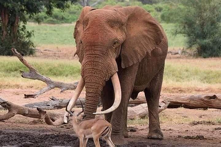 Tarangire Day Safari: Elephant Herds & Dry-Season Wildlife Viewing photo 2