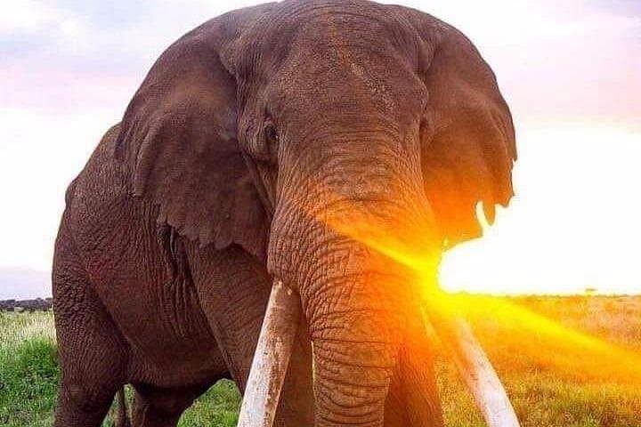 Tarangire Day Safari: Elephant Herds & Dry-Season Wildlife Viewing photo 3
