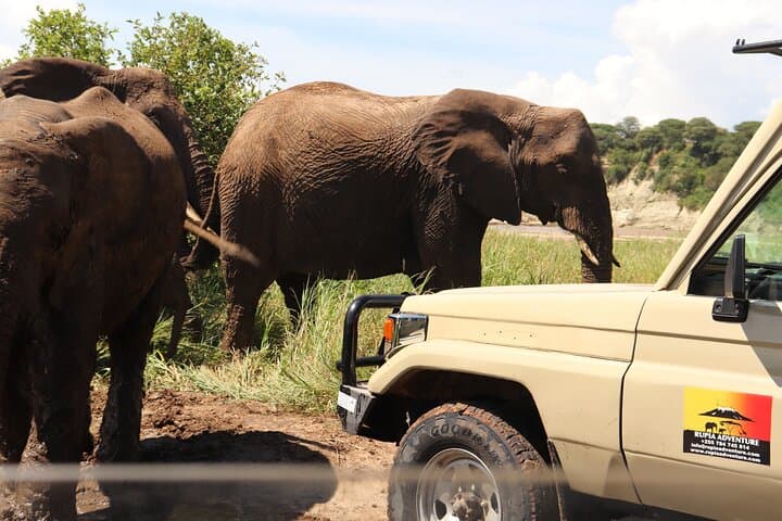 5-Day Kenya Safari: Maasai Mara, Amboseli & Samburu Wildlife Circuit photo 5