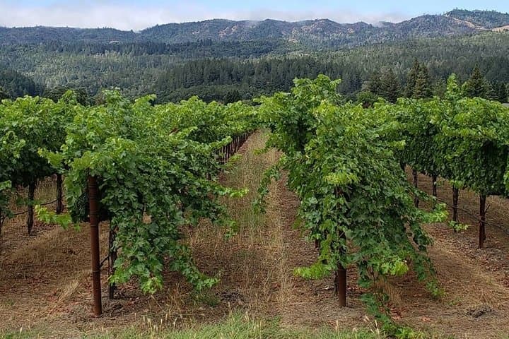 Sonoma Valley 6-Hour Private Wine Tasting Tour from San Francisco photo 2