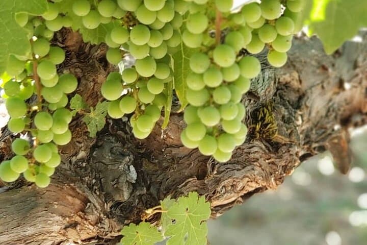Sonoma Valley 6-Hour Private Wine Tasting Tour from San Francisco photo 6