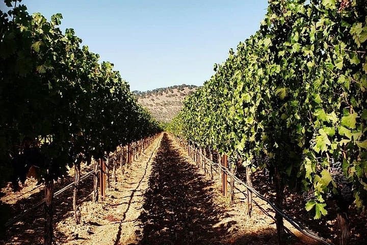 Private Napa Valley Luxury Wine Tour: Custom 6-Hour Chauffeured Tastings photo 2