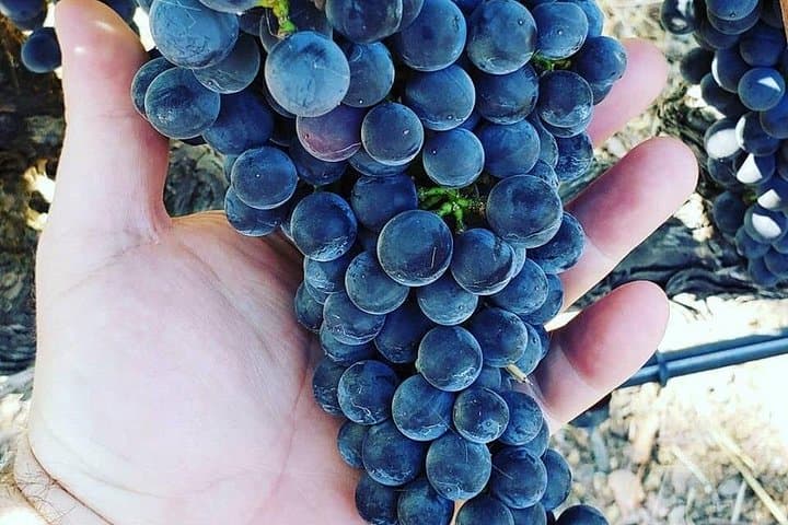 Private Napa Valley Luxury Wine Tour: Custom 6-Hour Chauffeured Tastings photo 6