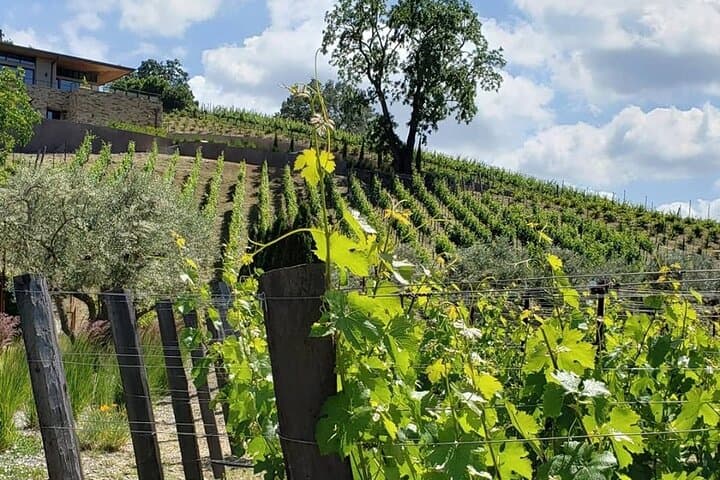 Custom 8-Hour Napa Valley Private Wine Tour in a Luxury Vehicle photo 4