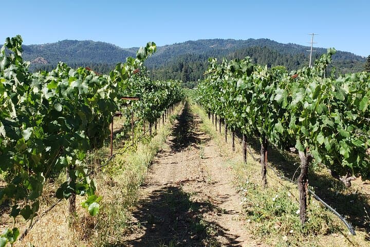 Napa Valley Wine Tasting Day Trip from San Francisco — Private 8-Hour Tour