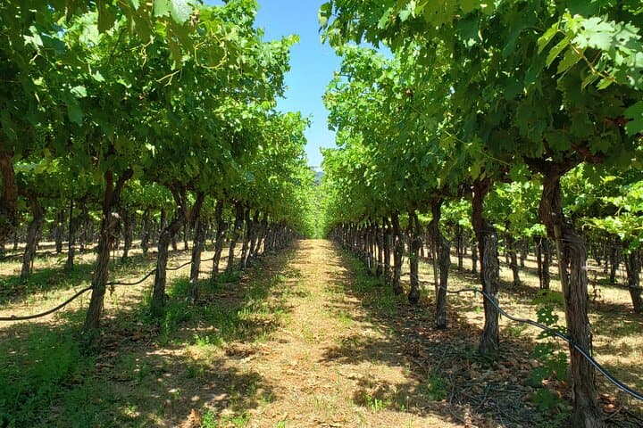 Private 8-Hour Napa and Sonoma Wine Country Tour from San Francisco photo 3