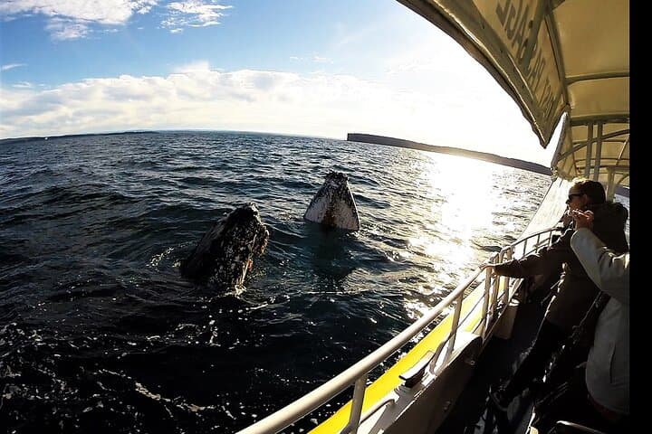 Jervis Bay Whale Watching Cruise from Huskisson — Humpback Whale Tours photo 2