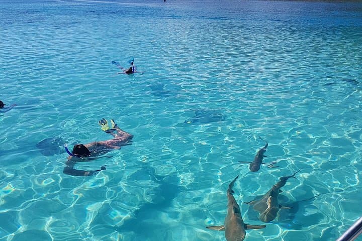 Moorea Half-Day Lagoon Snorkel: Sharks, Rays & Hidden Motu Discovery photo 2