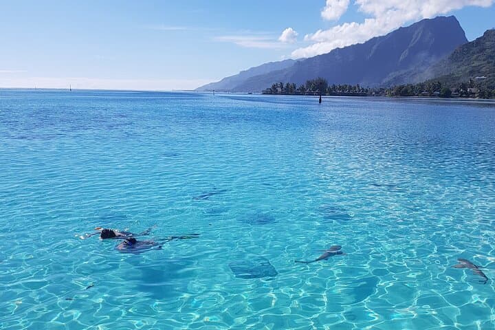 Moorea Half-Day Lagoon Snorkel: Sharks, Rays & Hidden Motu Discovery photo 3