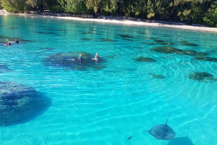 Moorea Half-Day Lagoon Snorkel: Sharks, Rays & Hidden Motu Discovery photo 4