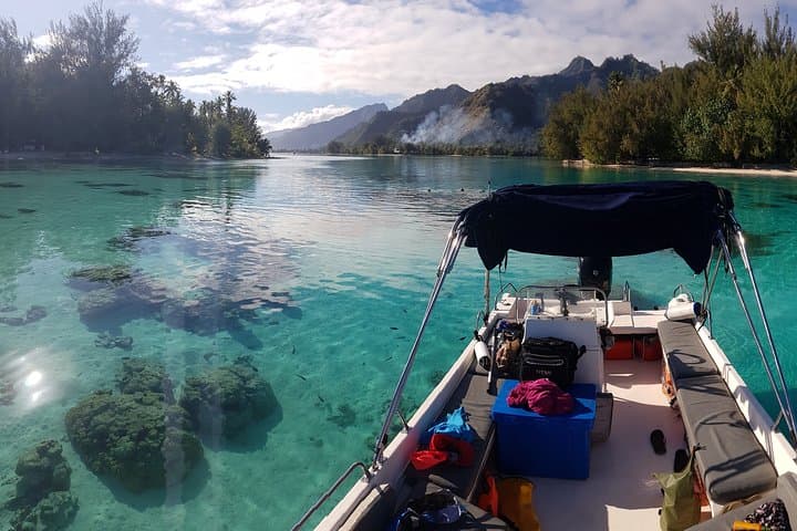 Moorea Half-Day Lagoon Snorkel: Sharks, Rays & Hidden Motu Discovery photo 5
