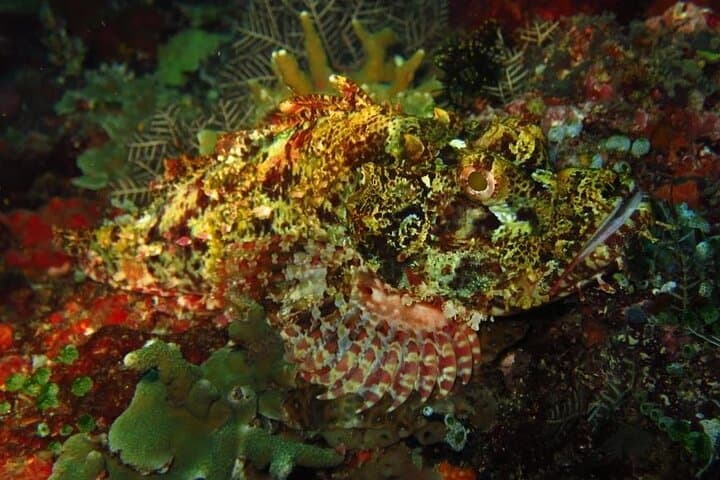 Scuba Diving Padang Bay Bali: Blue Lagoon & Coral Garden Two-Tank Trip photo 6