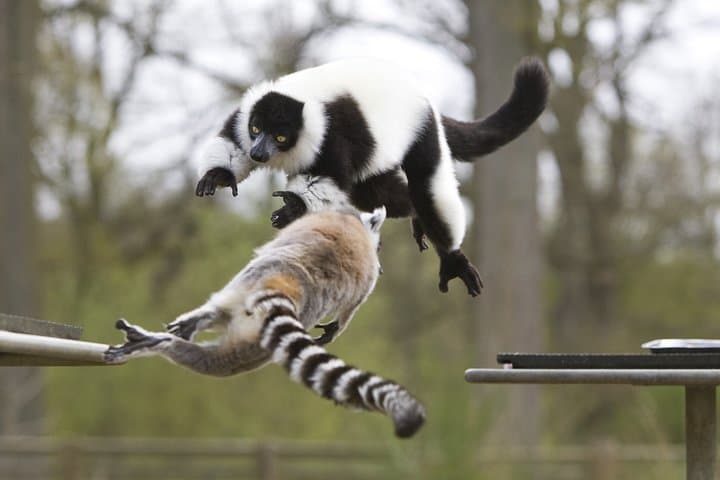 Private Day Trip to Thoiry Safari Park: Return Transfer from Paris photo 3